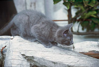 Katze auf der Pirsch