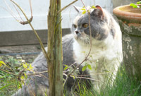 Karthäuser Katze im Garten