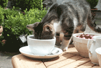 Katze mit Tasse