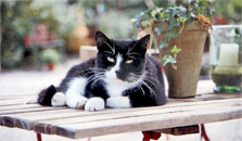 Katze auf Gartentisch